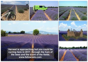 Lavender Field Email Collage-001